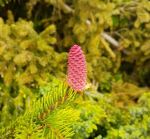 Pink_Pine_Cone1